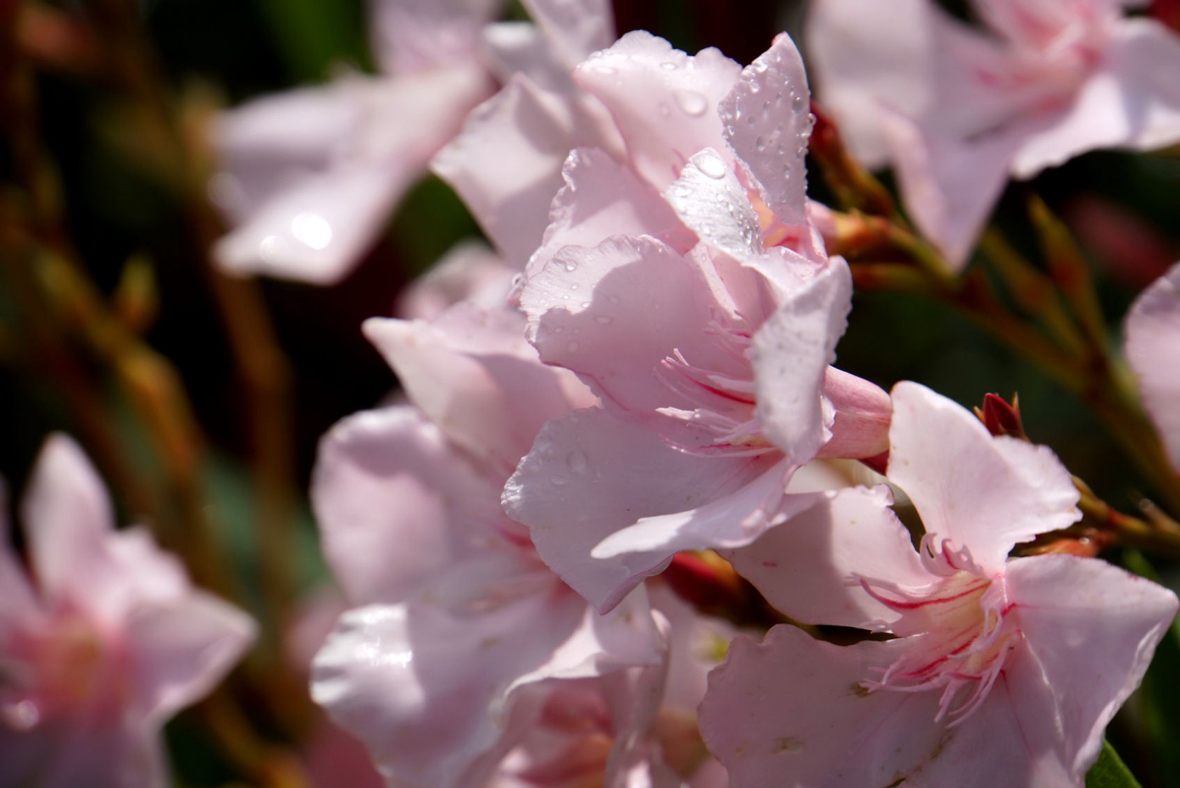 oleander_nach_regen.jpg