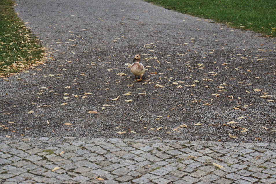 entenlauf.jpg