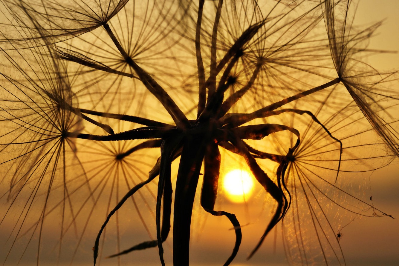 sonnenaufgang_pusteblume.jpg