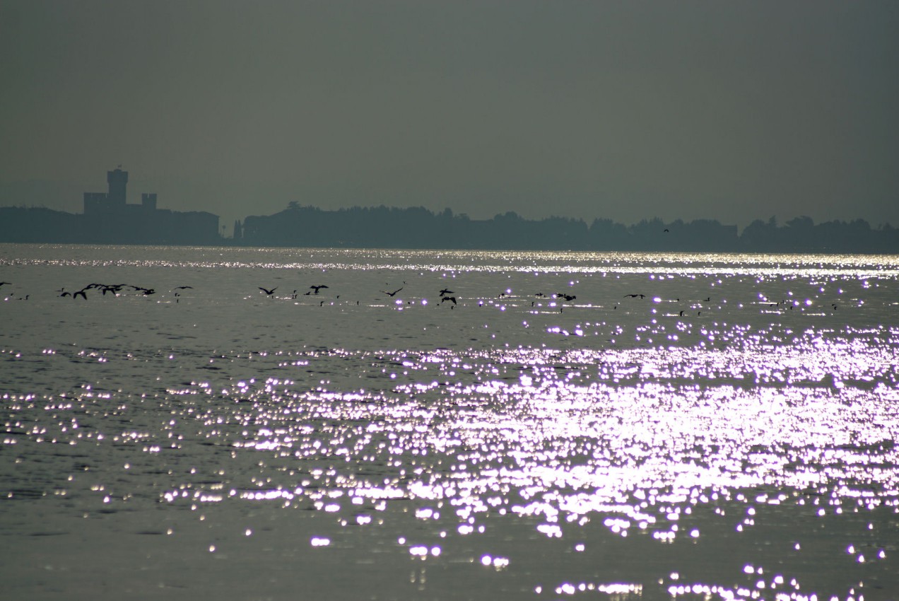 enten_bei_sonnenaufgang.jpg