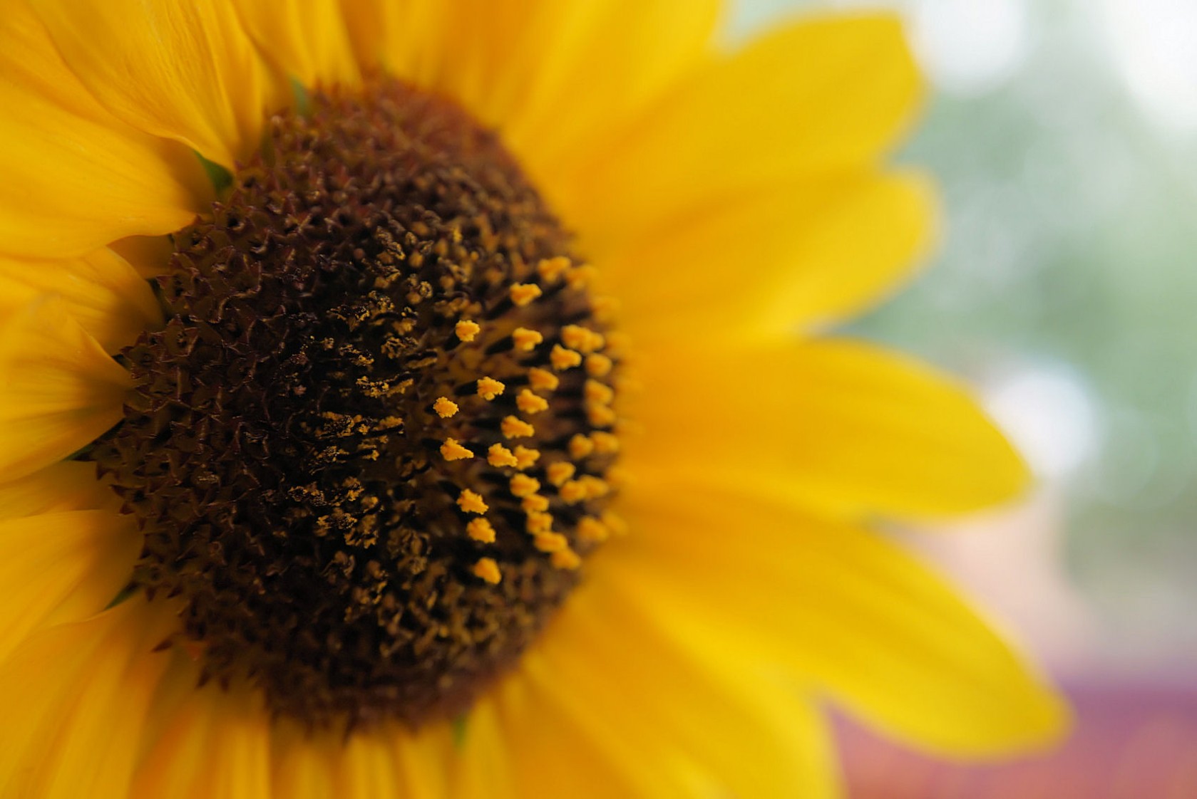 geschenk-sonnenblume.jpg