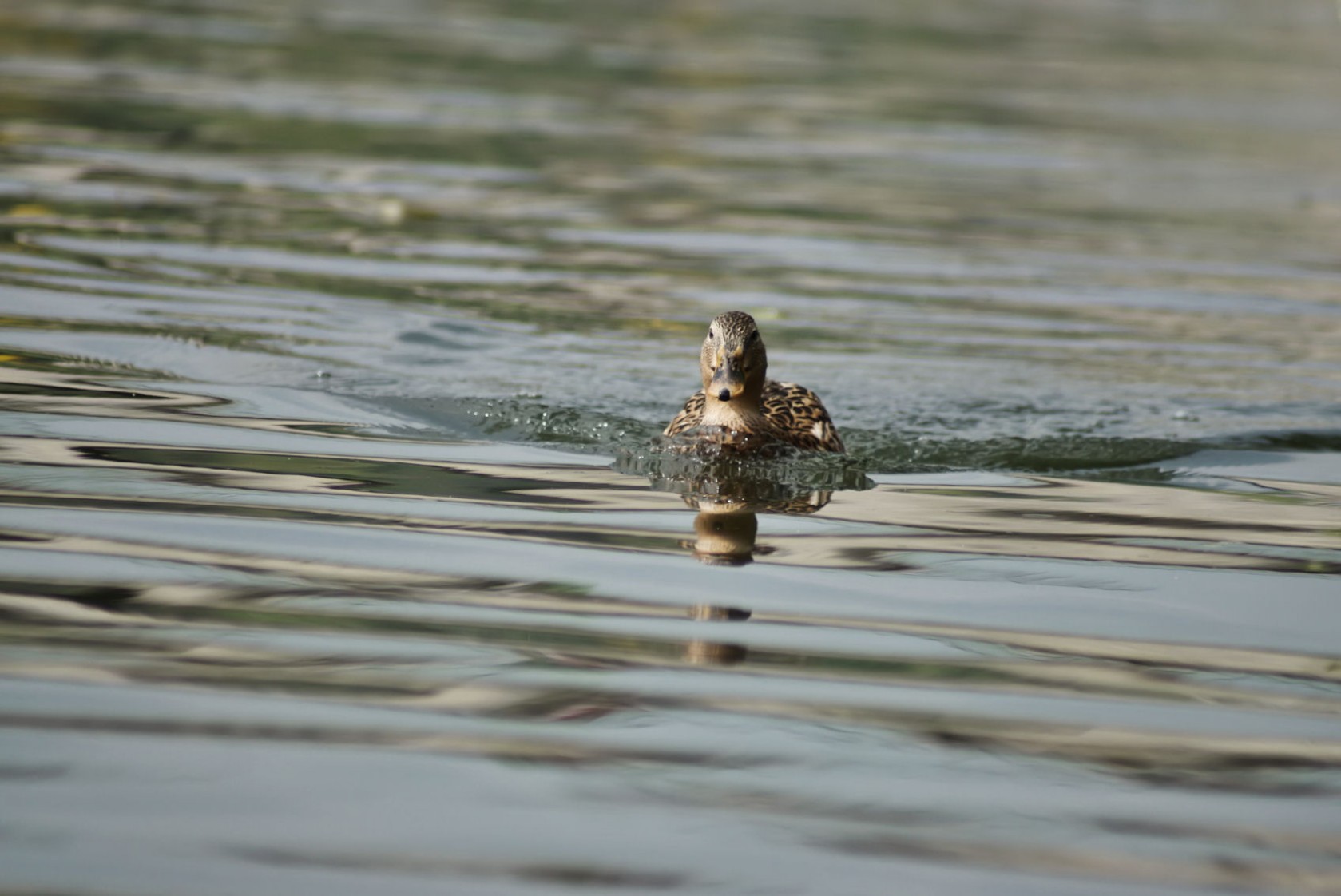 main-ente_2019.jpg