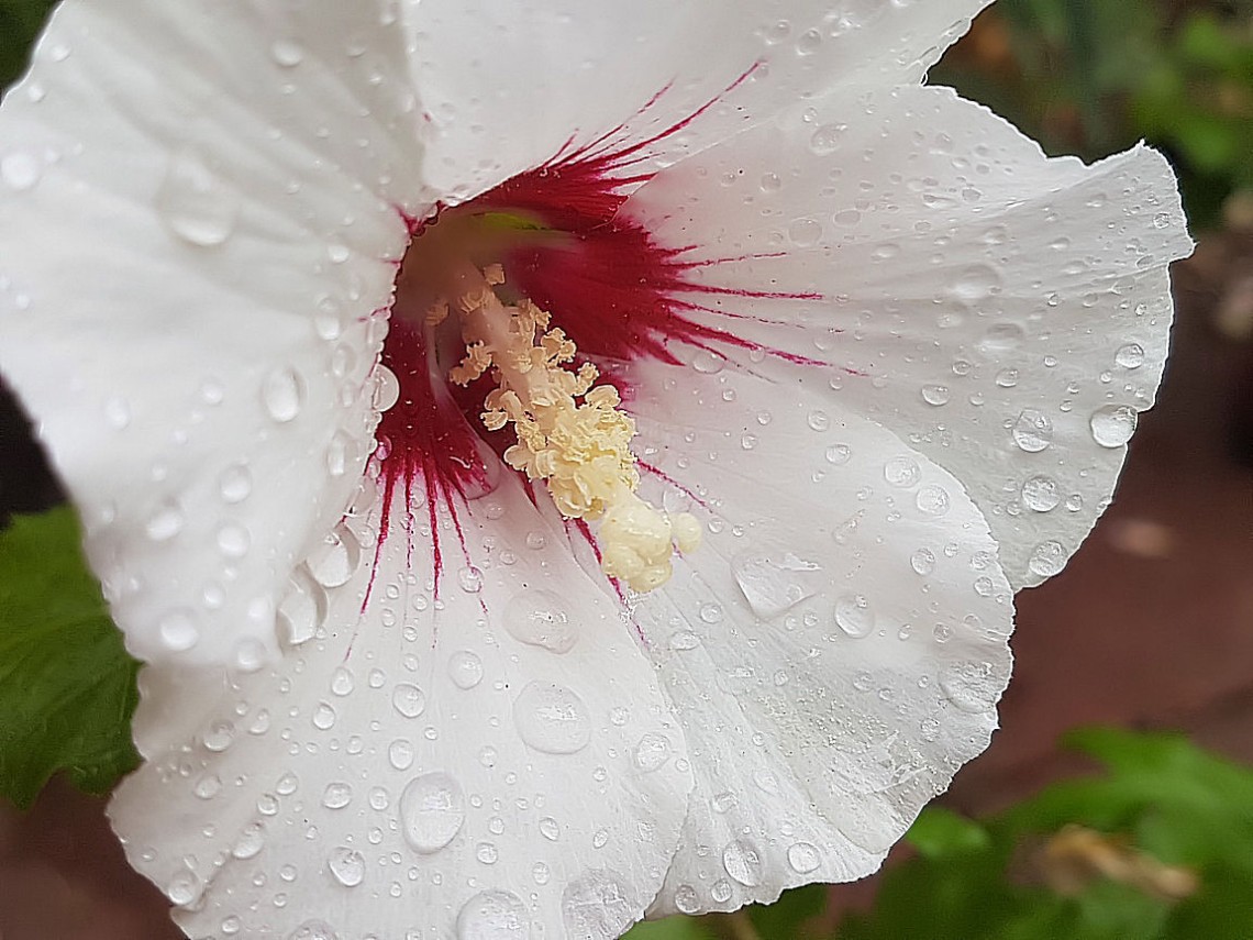 hibiskus_im_regen.jpg