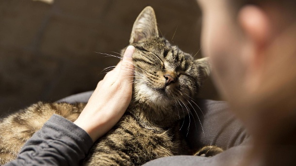 eine-schnurrende-katze-ist-im-grunde-friedlich-....jpg