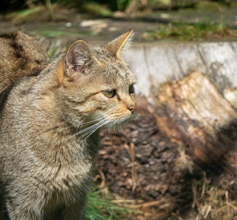 katzen1.jpg