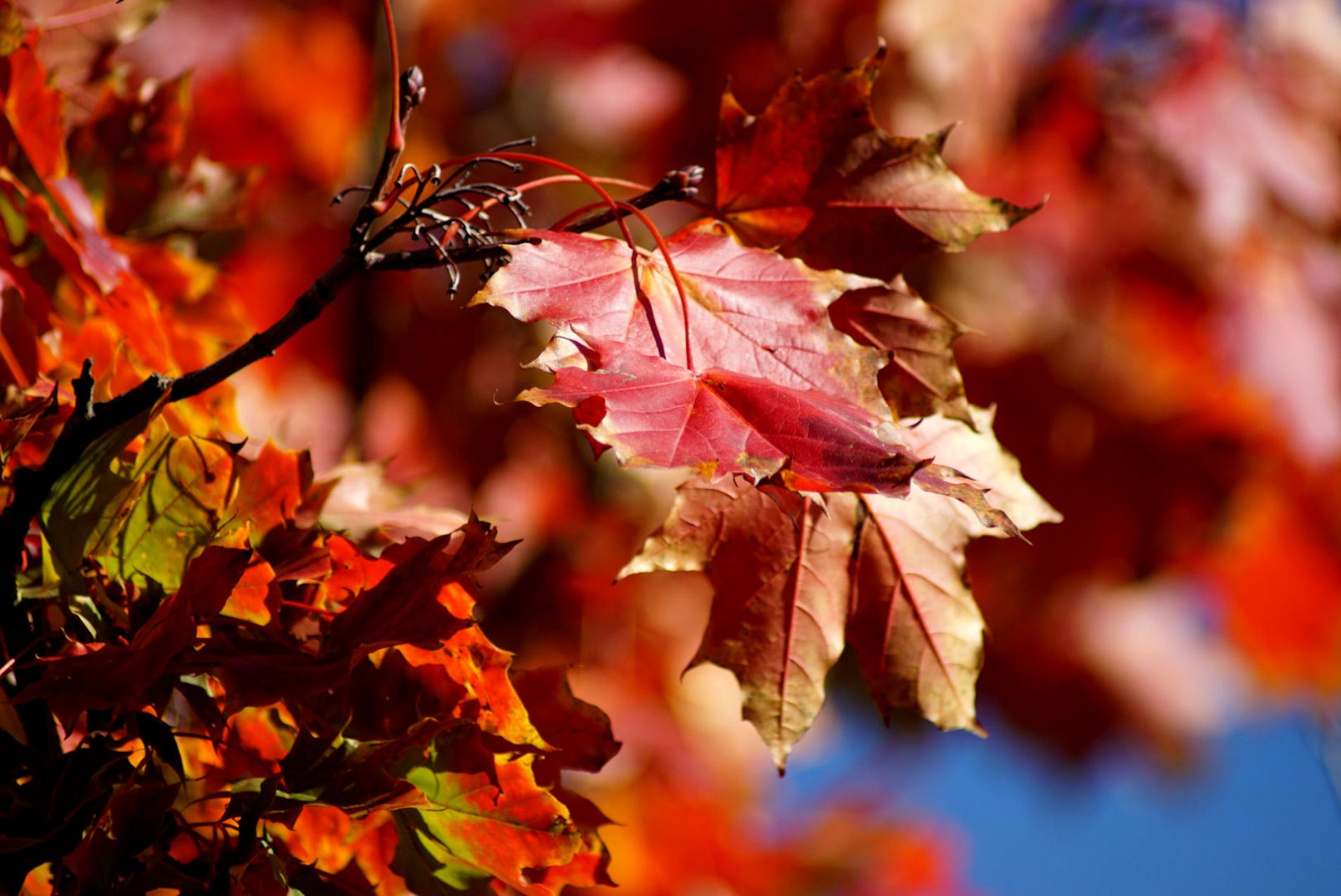 herbstbl__tter_rot.jpg