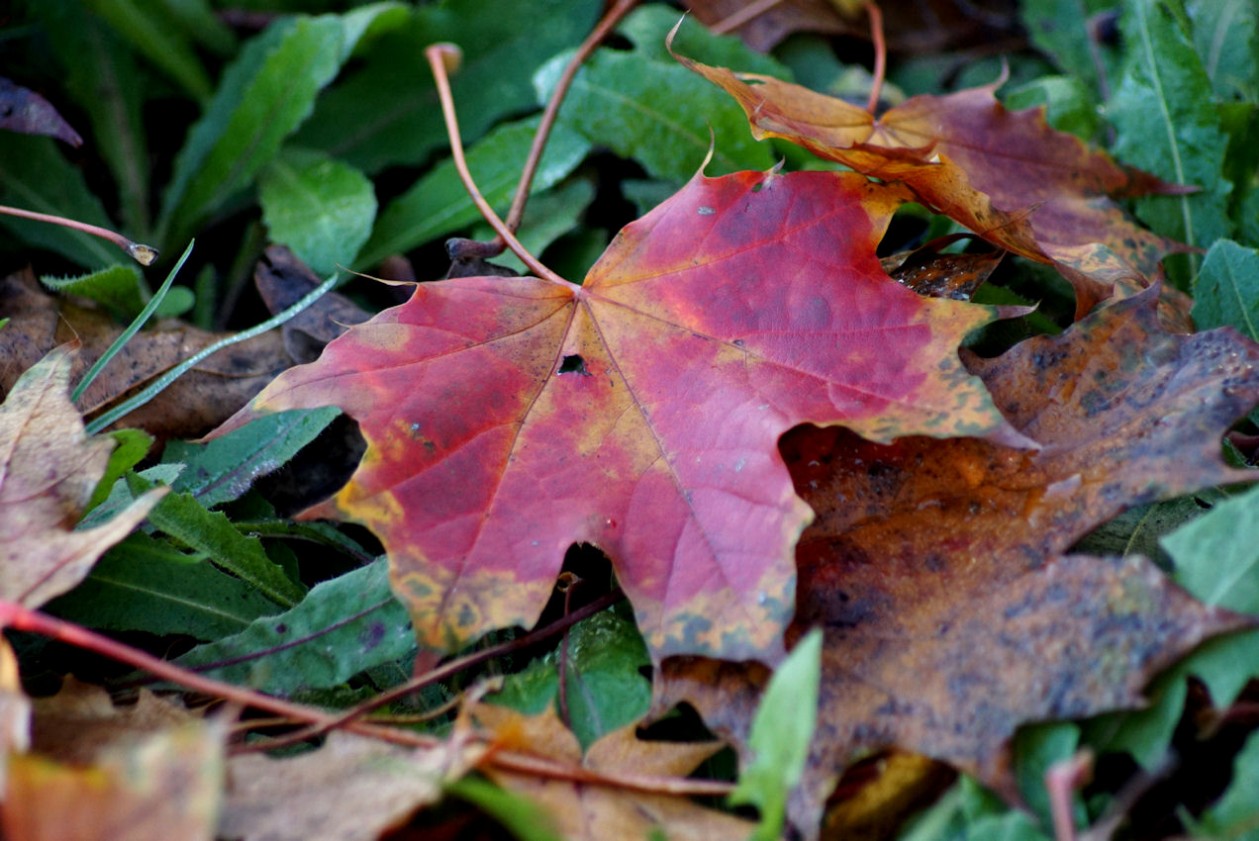 rotes_herbstblatt.jpg