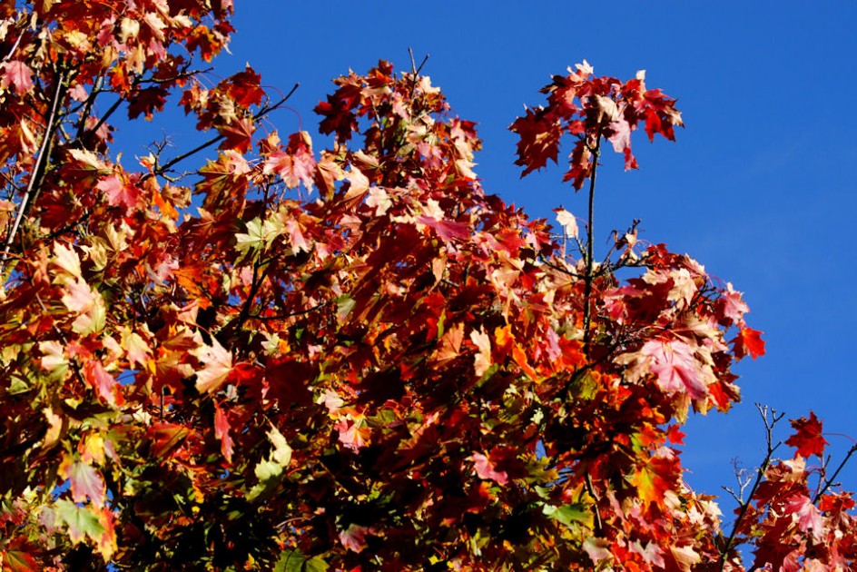 herbstfarben.jpg