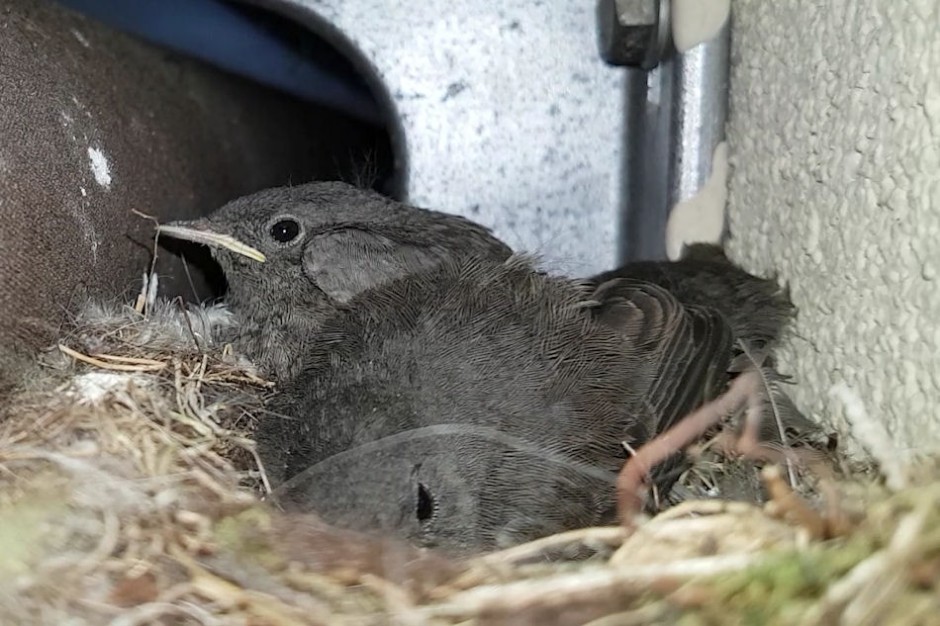 vogelnachwuchs_2019.jpg