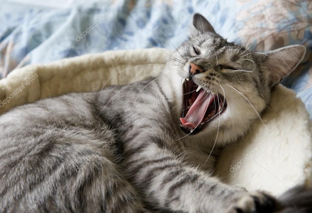 depositphotos_70193733-stock-photo-yawning-....jpg