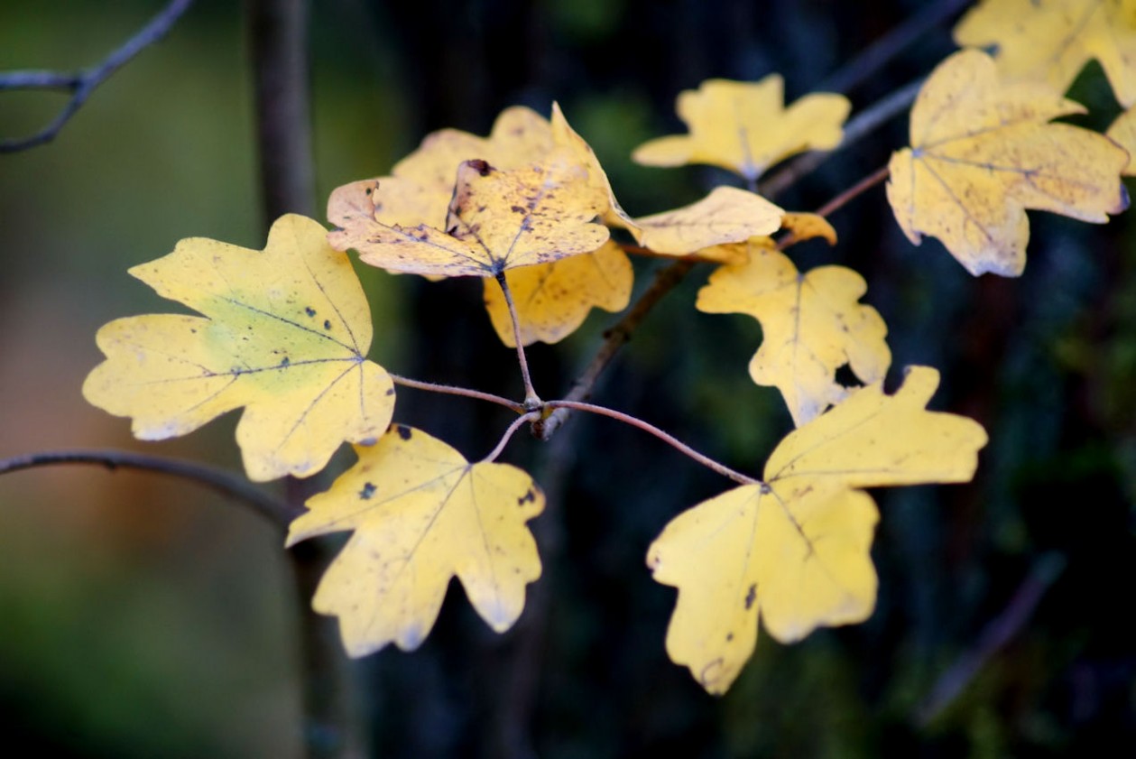 herbst_2019.jpg