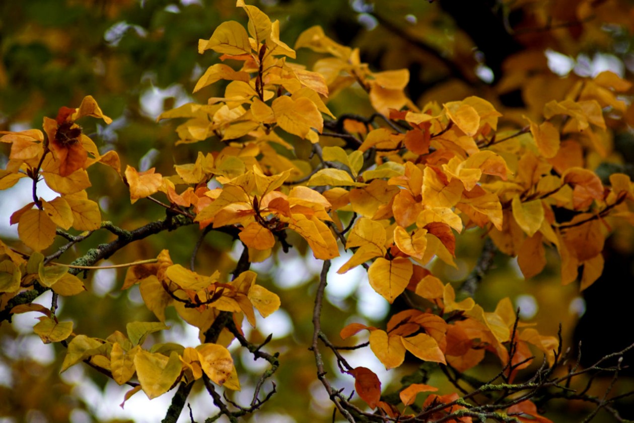 herbstlaub.jpg