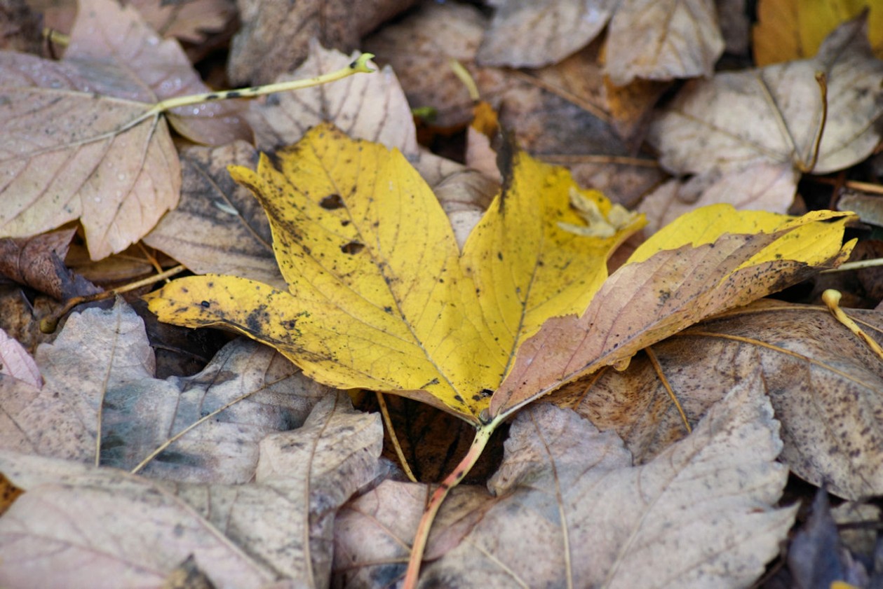 herbstbl__tter.jpg