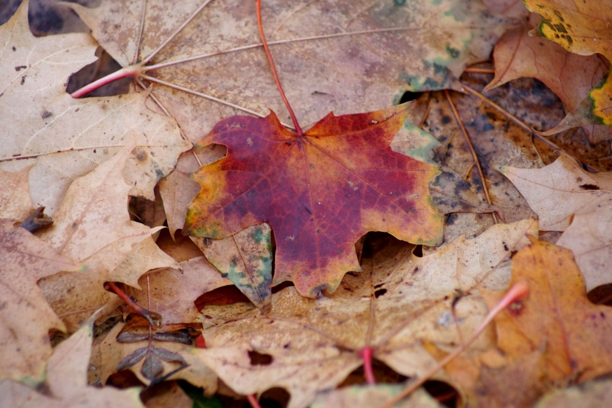 herbstbl__tter_2.jpg