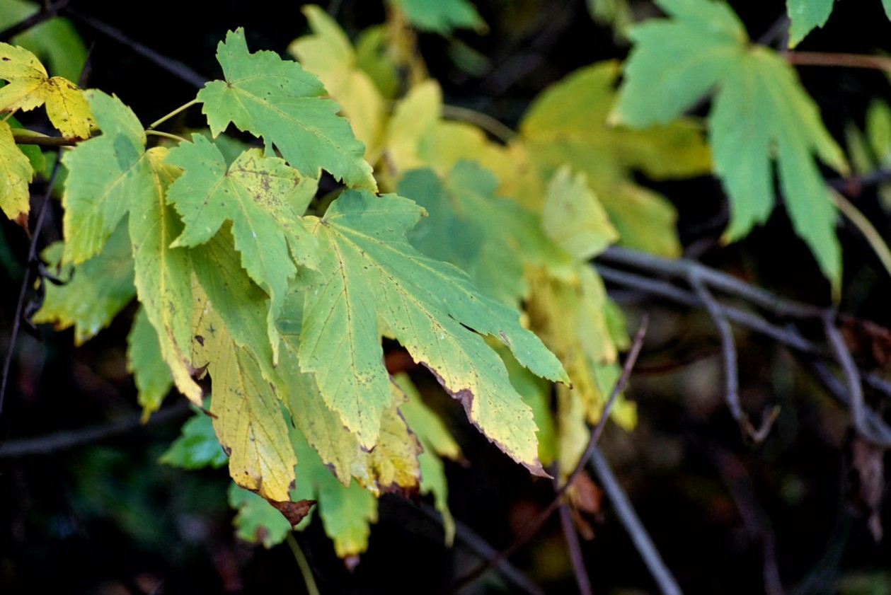 herbstbl__tter_5.jpg