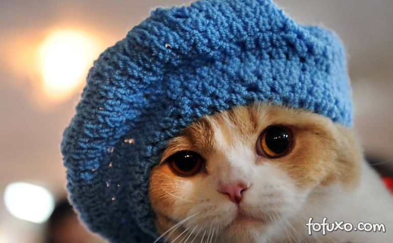 gatos-tambem-sentem-frio.jpg