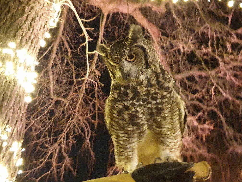 weihnachtsmarkt.jpg