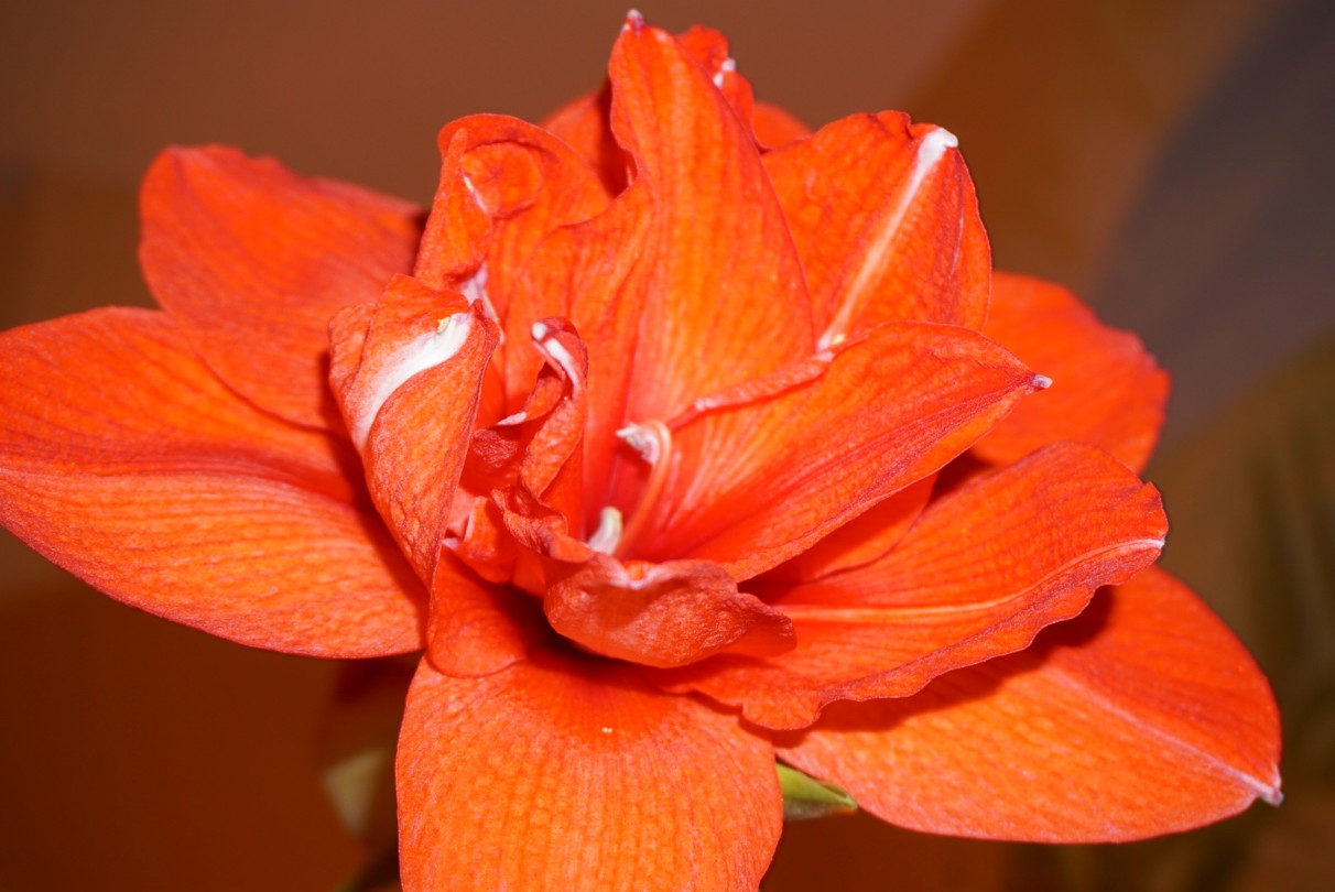 amaryllis_gef__llt.jpg