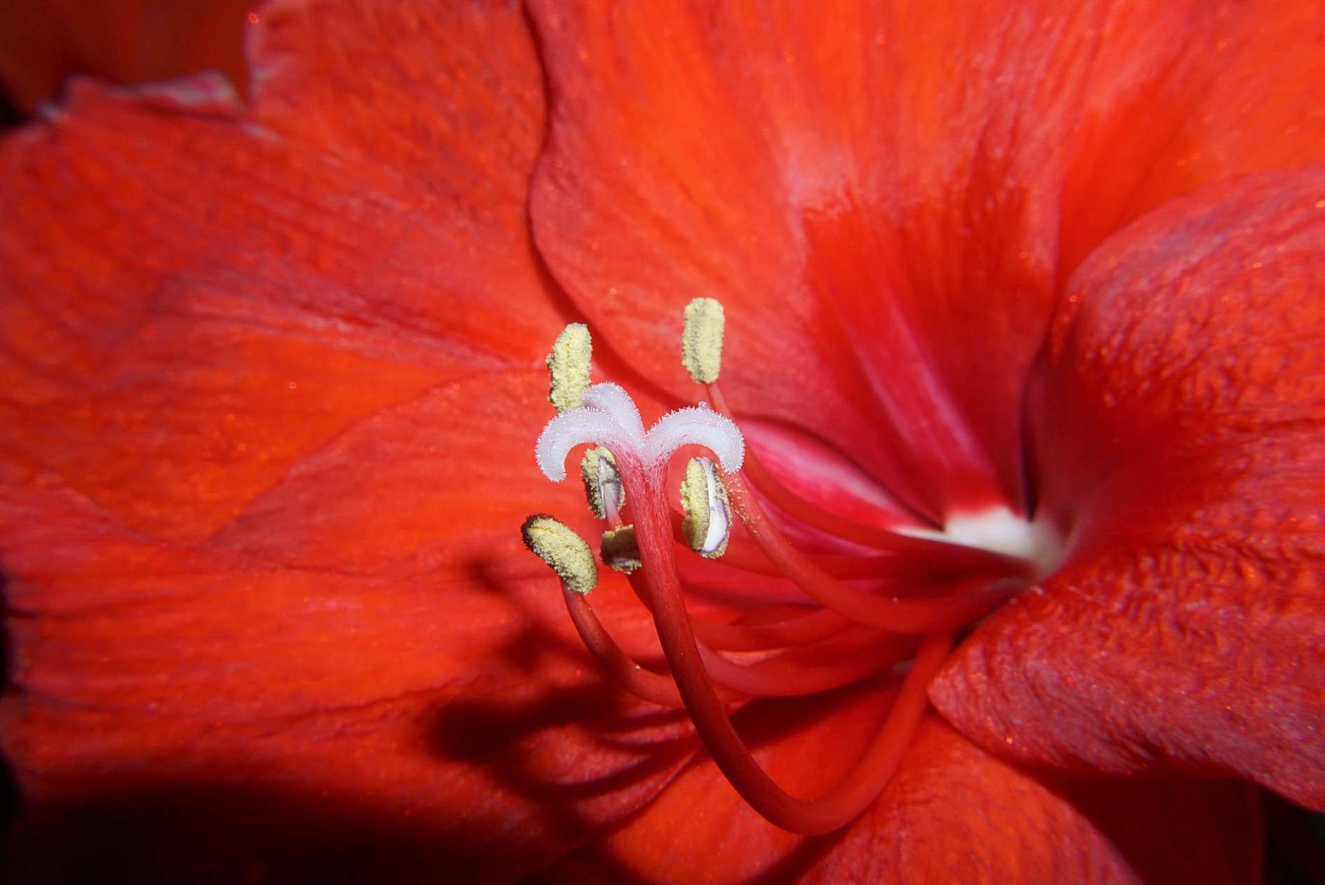 amaryllis_rot_1.jpg