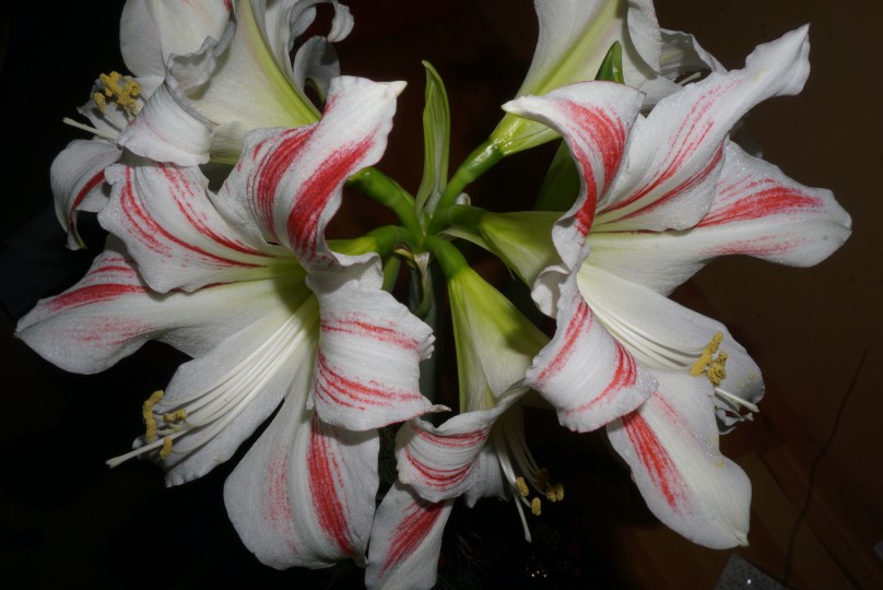 amaryllis_gestreift.jpg