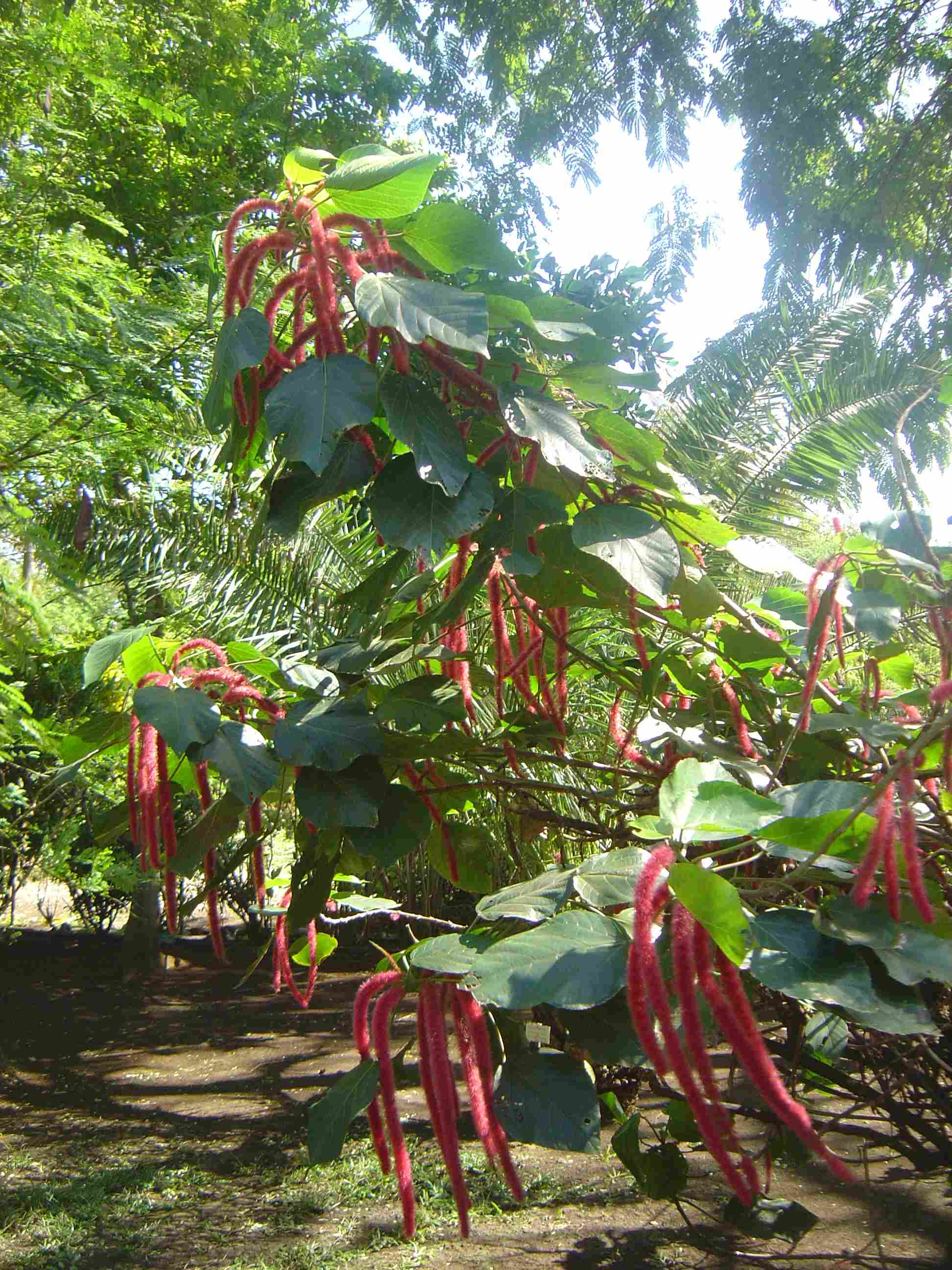 acalypha_hispida_dsc03754-1.jpg