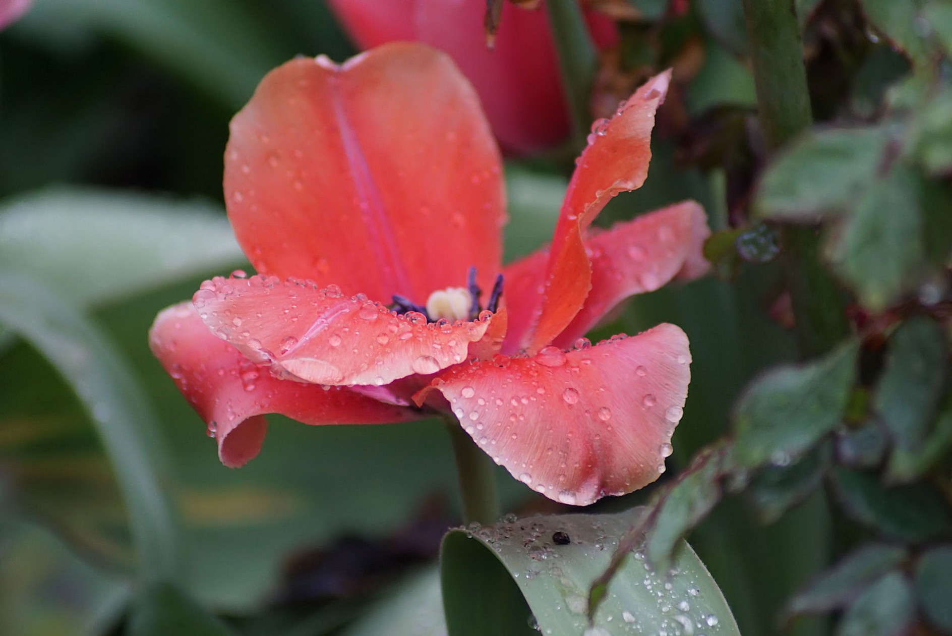 tulpen_im_regen.jpg