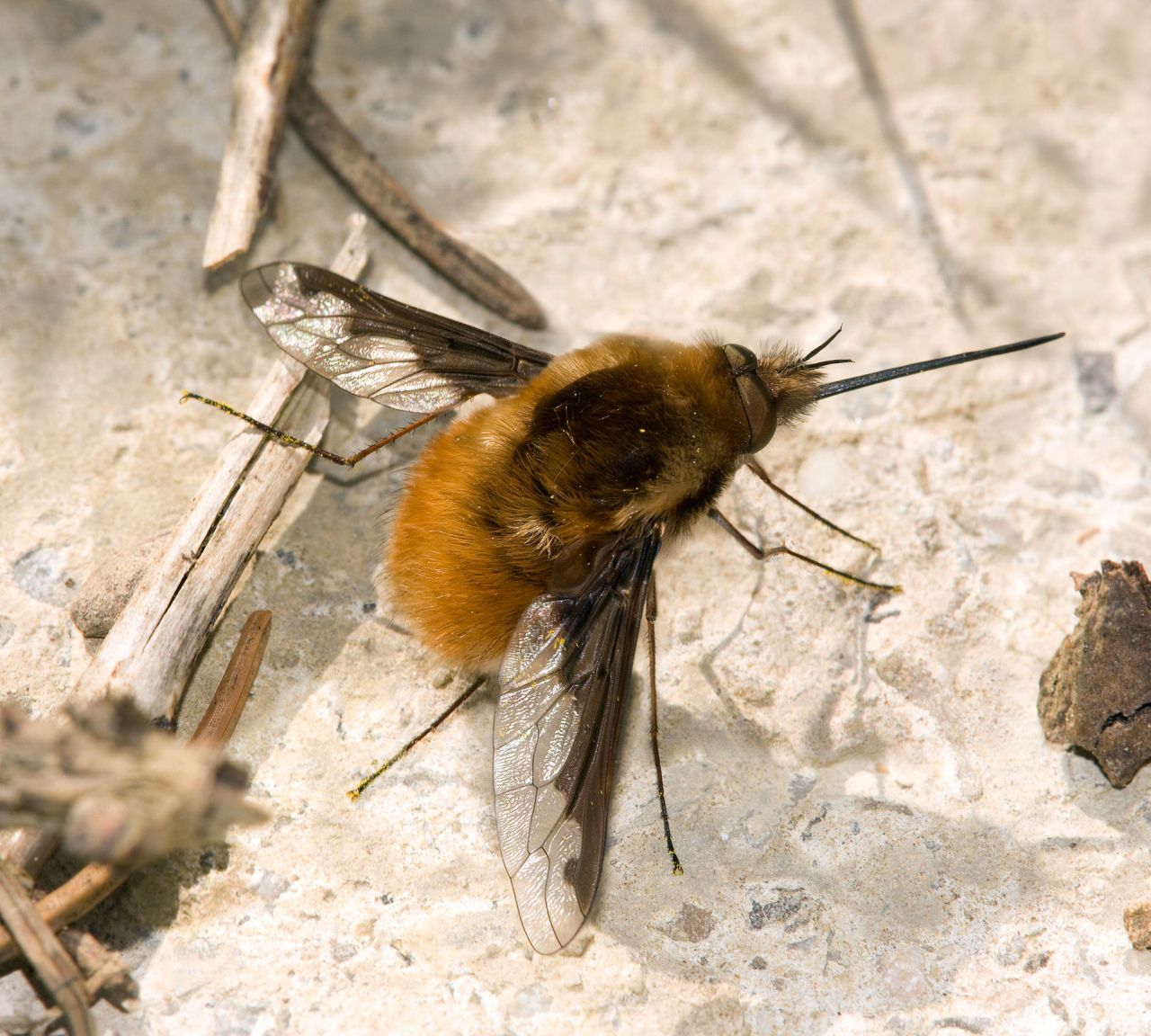 grosser_wollschweber_bombylius_major.jpg