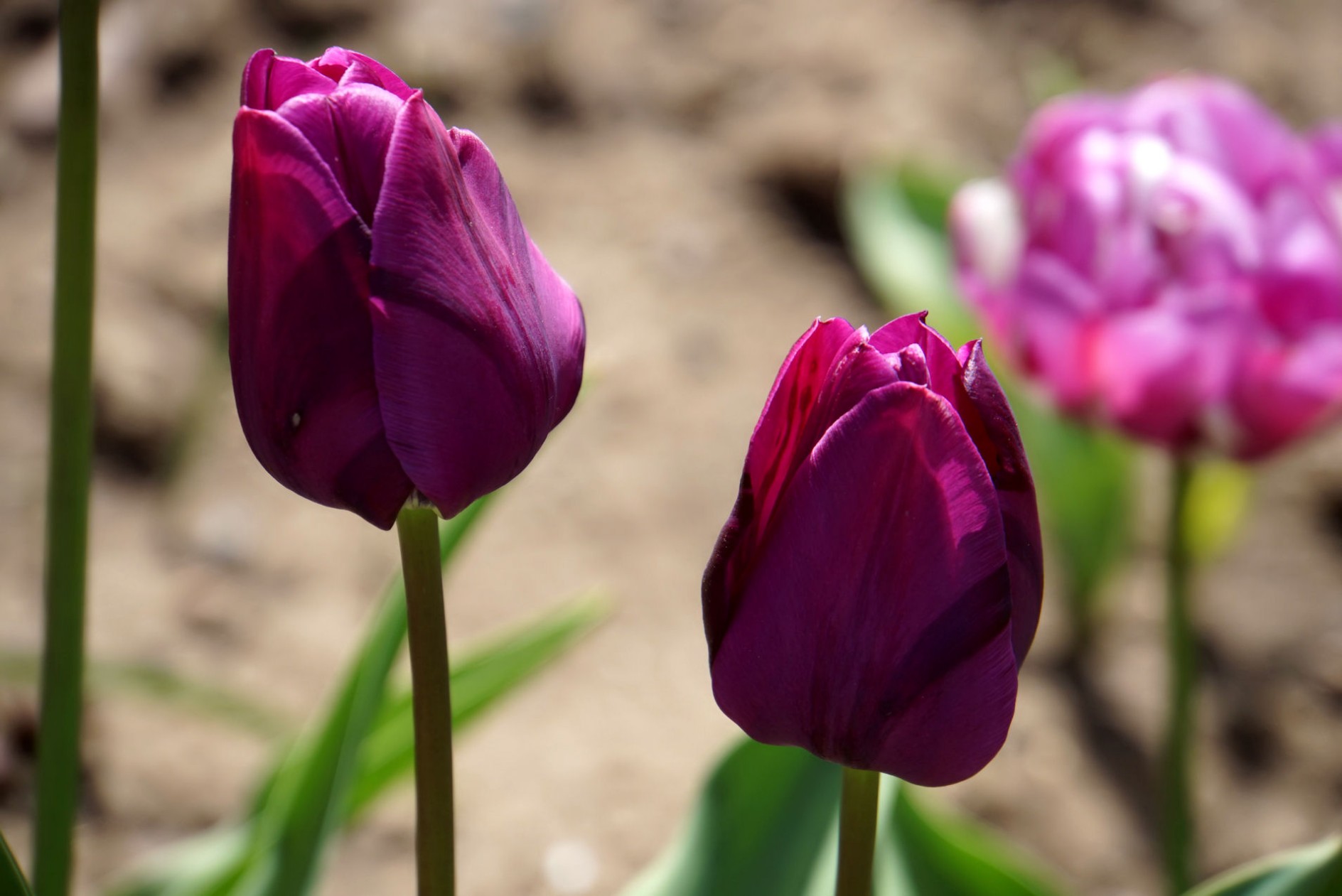 tulpen_dunkellila.jpg