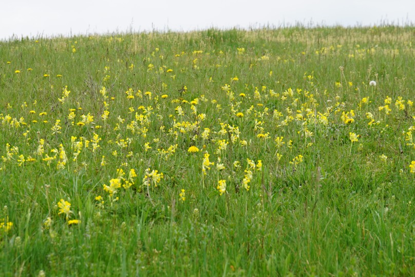 schl__sselblumenwiese.jpg