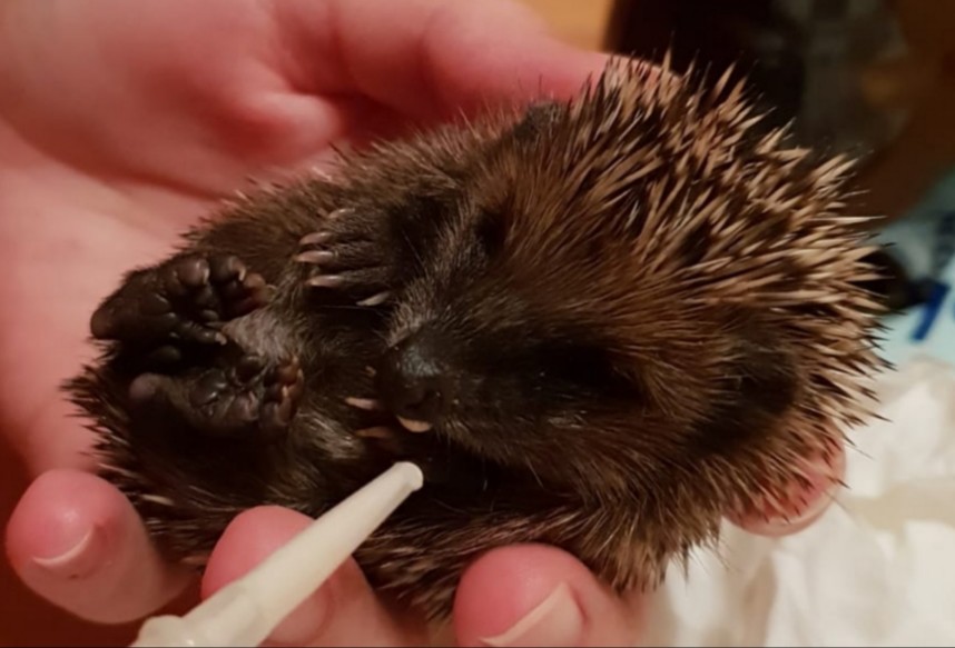 mini-igel.jpg