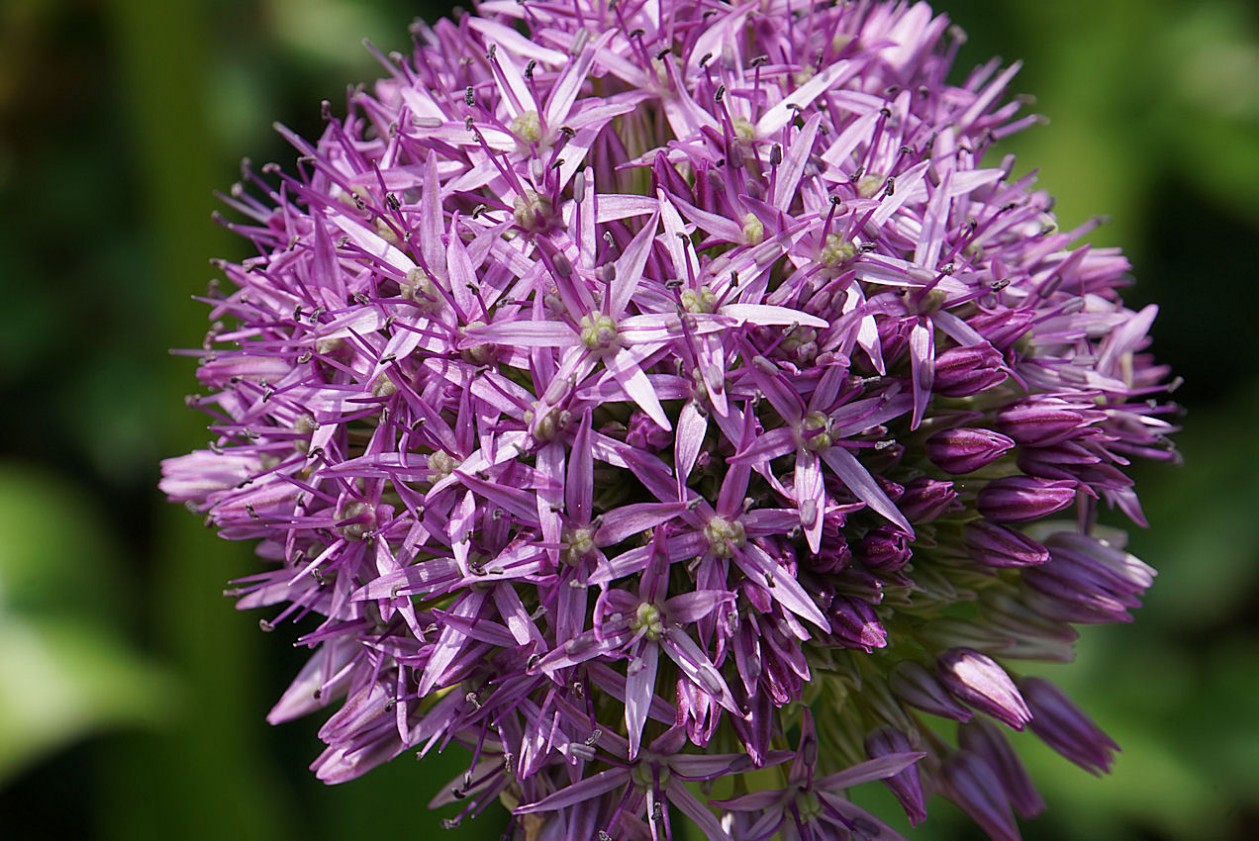 allium.jpg