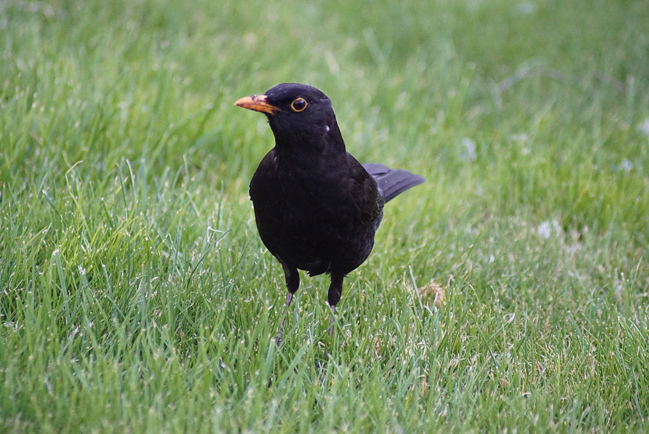 amsel.jpg