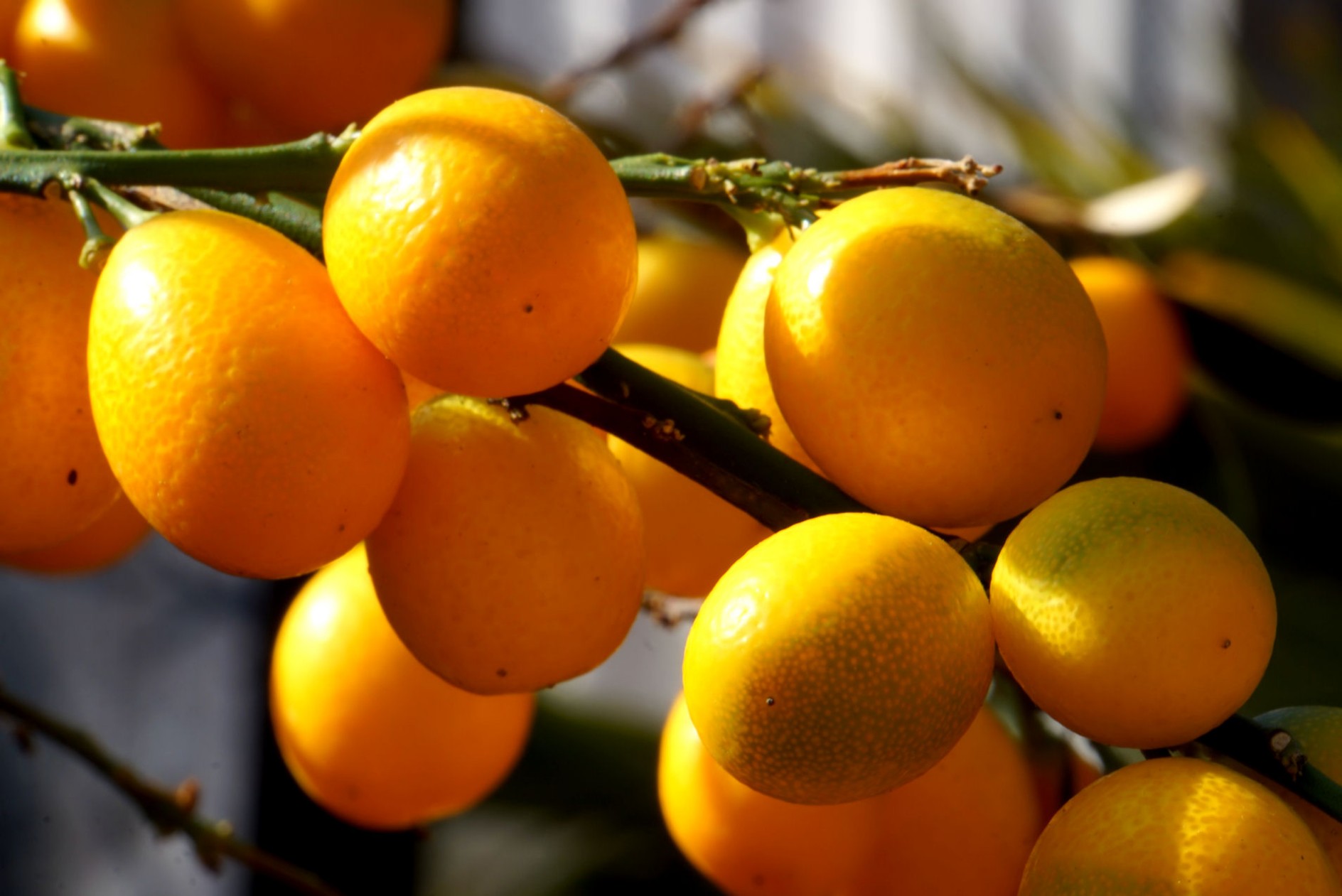 kumquat.jpg