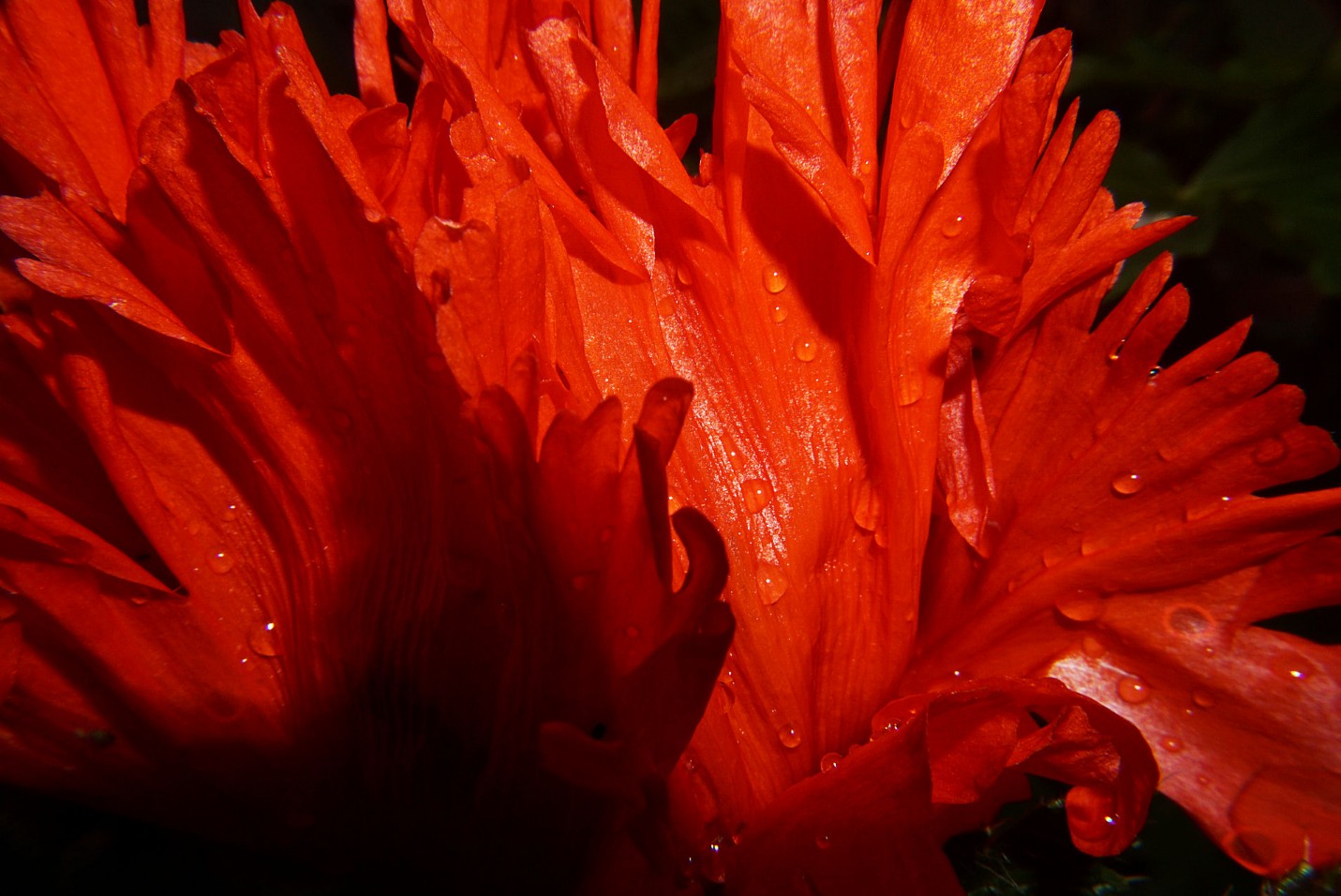 ziermohn_im_regen.jpg