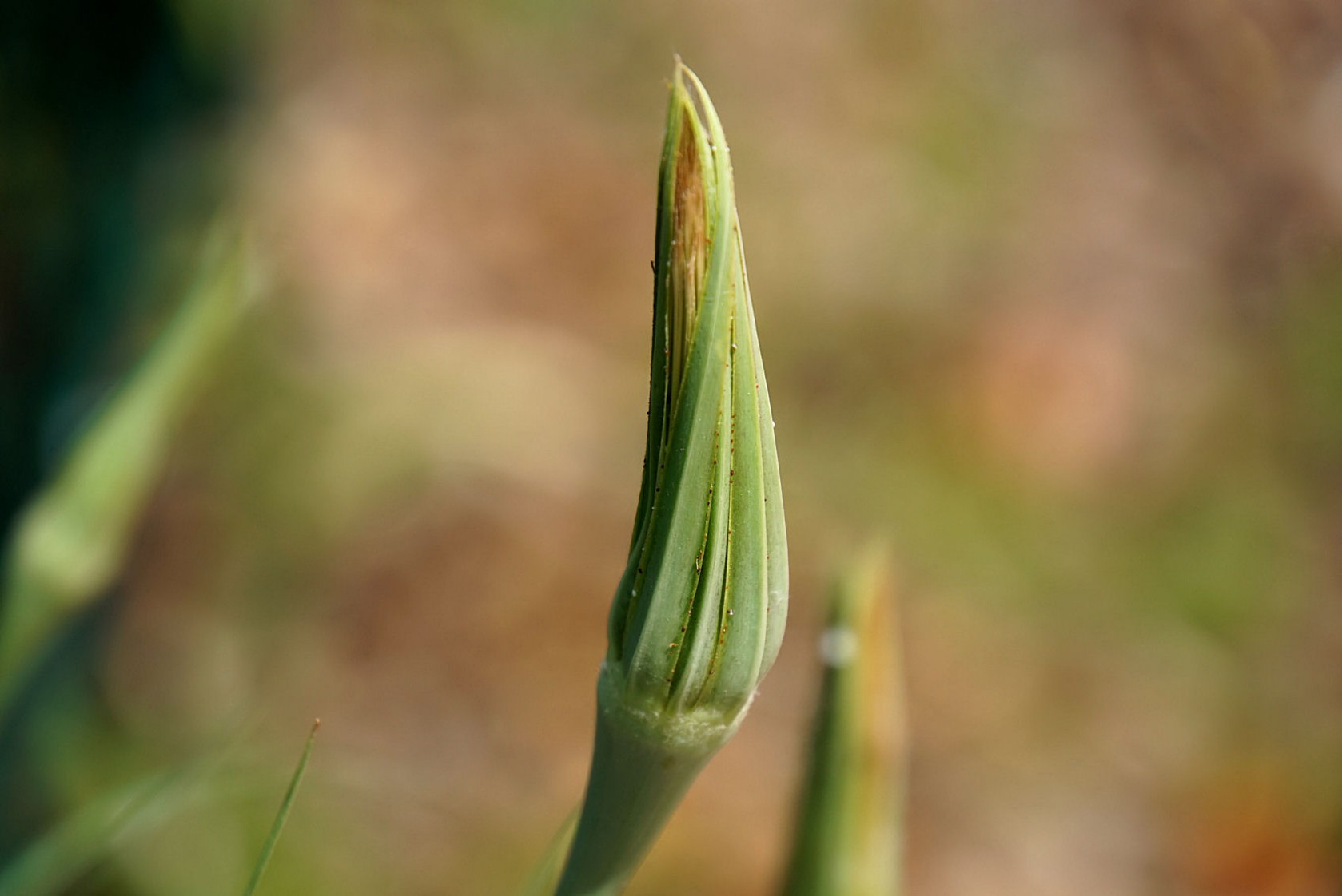 wiesenbocksbartknospe.jpg