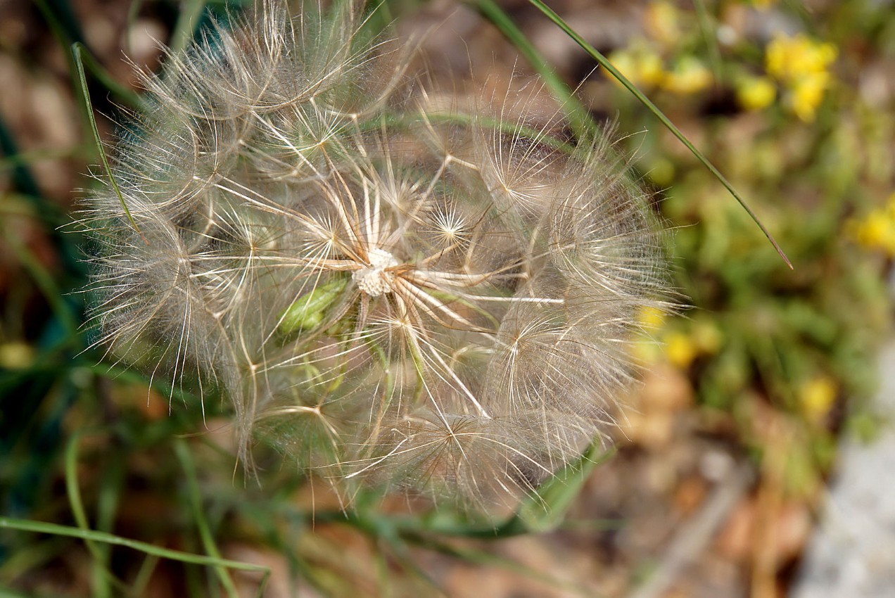 bocksbartpusteblume.jpg