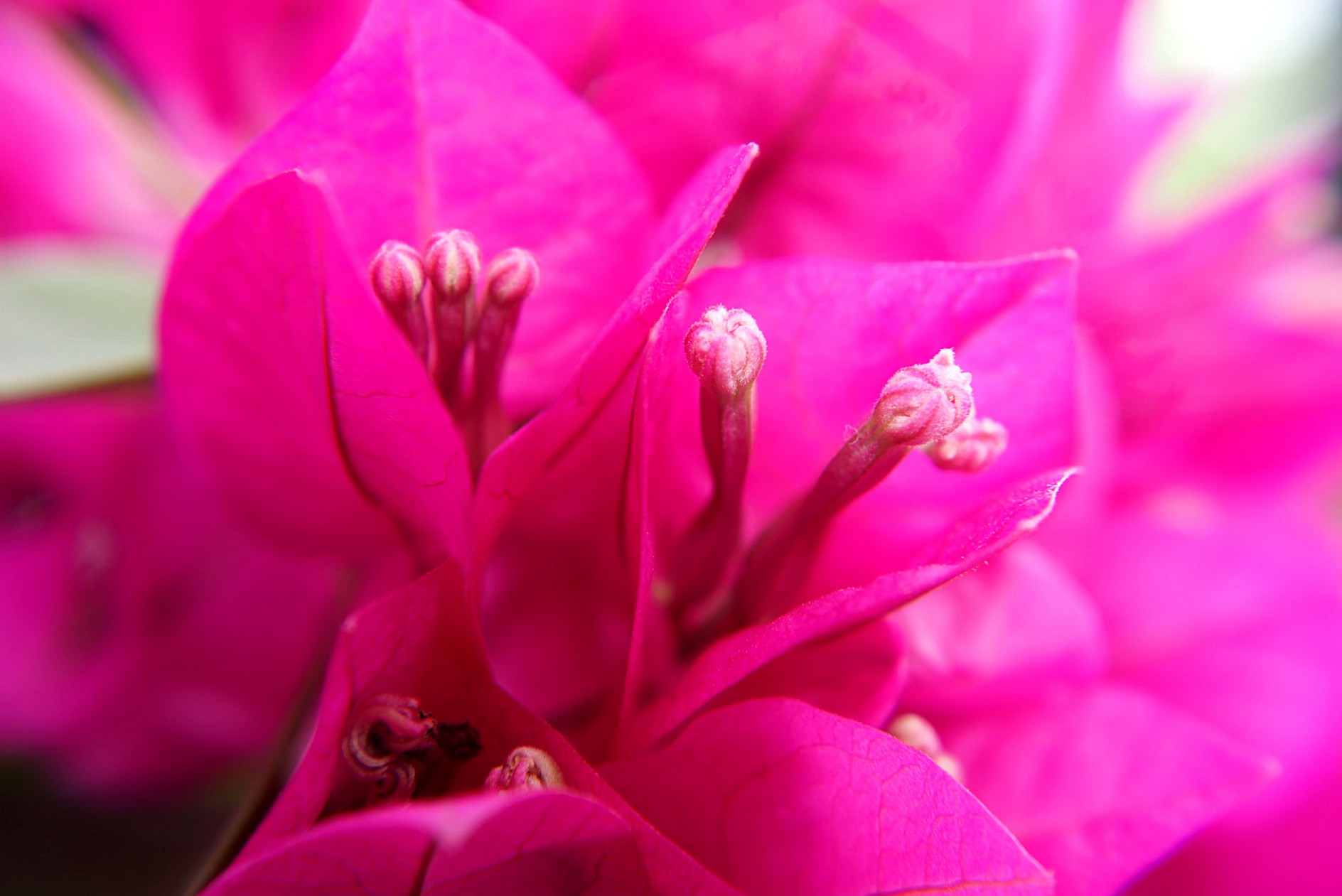 bougainvillea.jpg