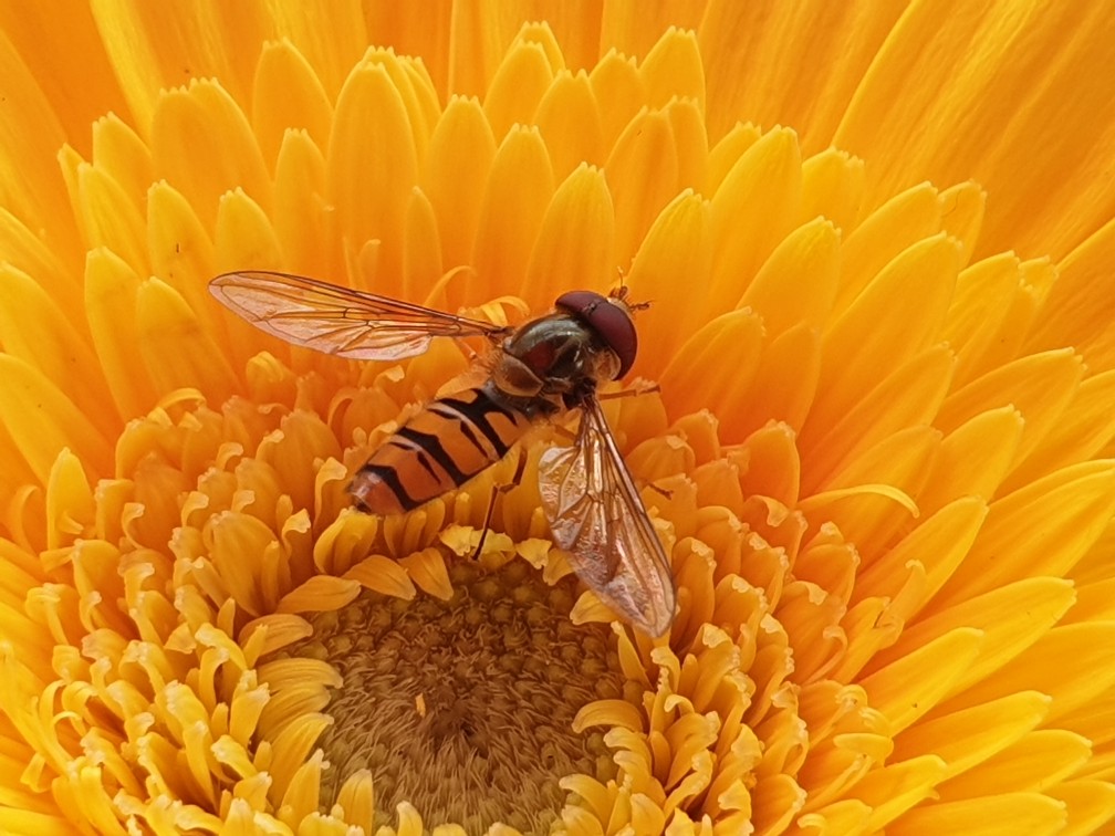 schwebfliege_und_gerbera.jpg