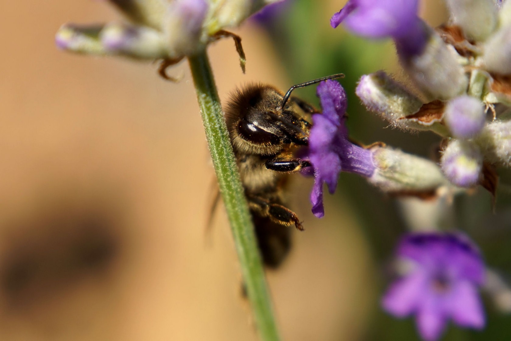 biene_am_lavendel_1.jpg