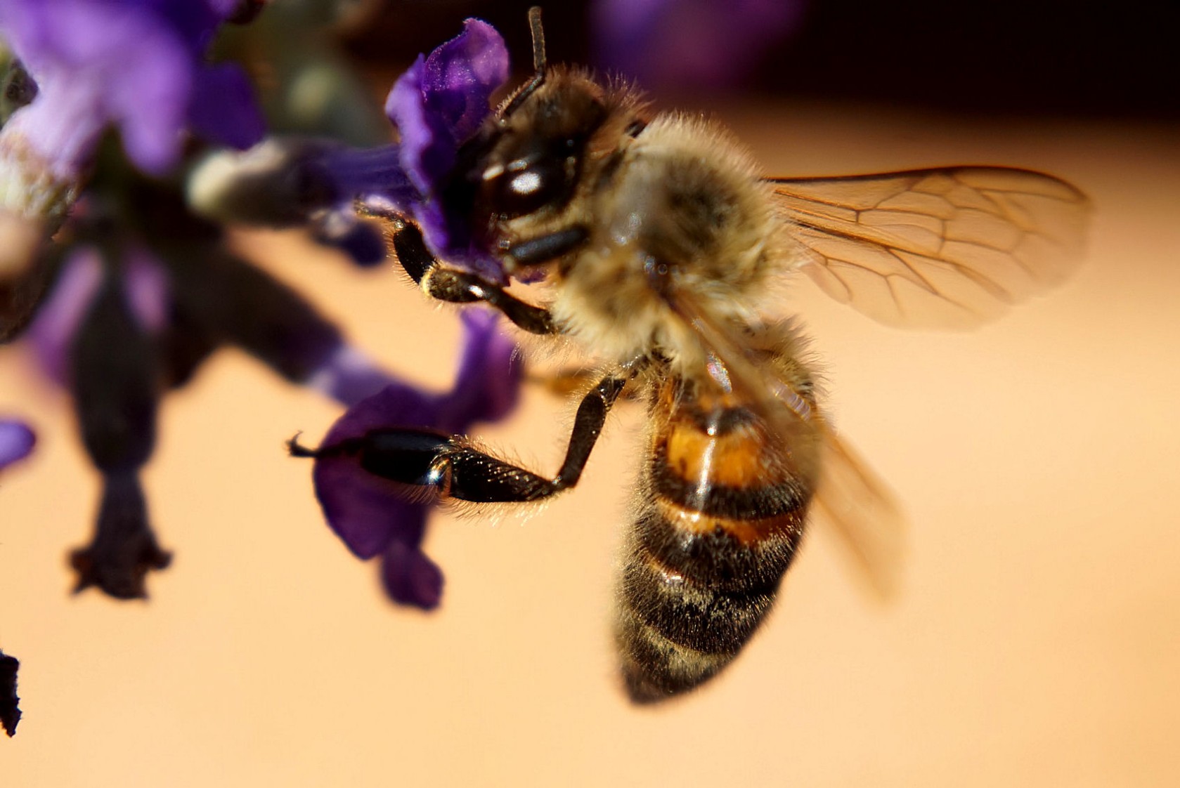 biene_am_lavendel_2.jpg