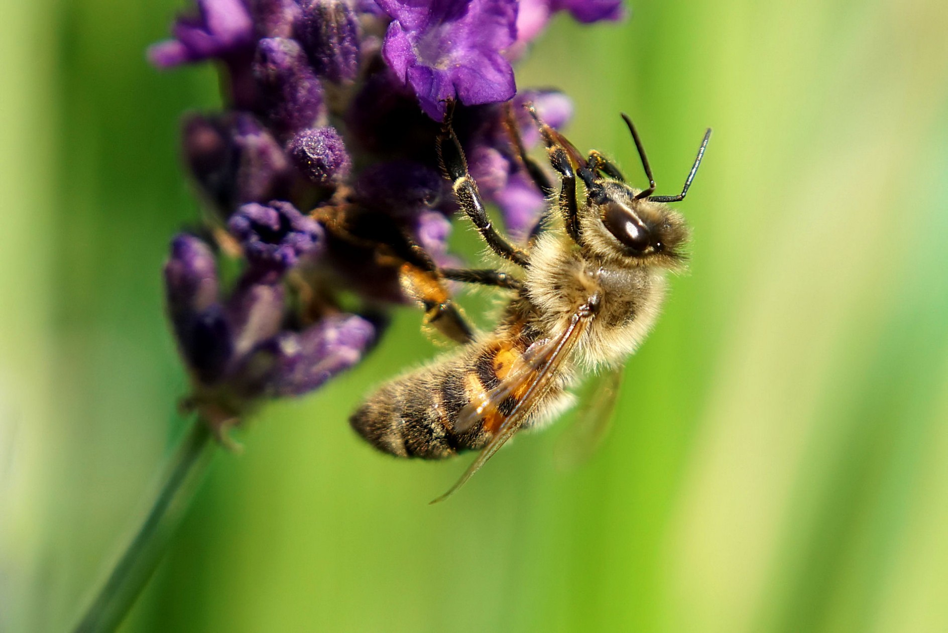 biene_am_lavendel_3.jpg