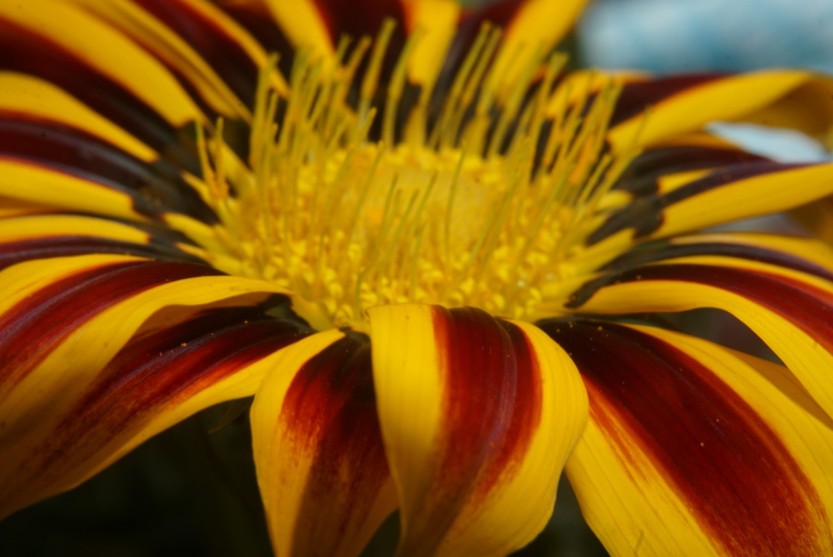 gazania.jpg