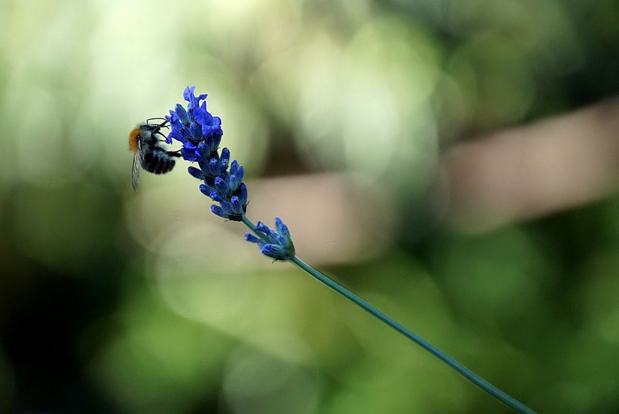 flei__iges_bienchen.jpg