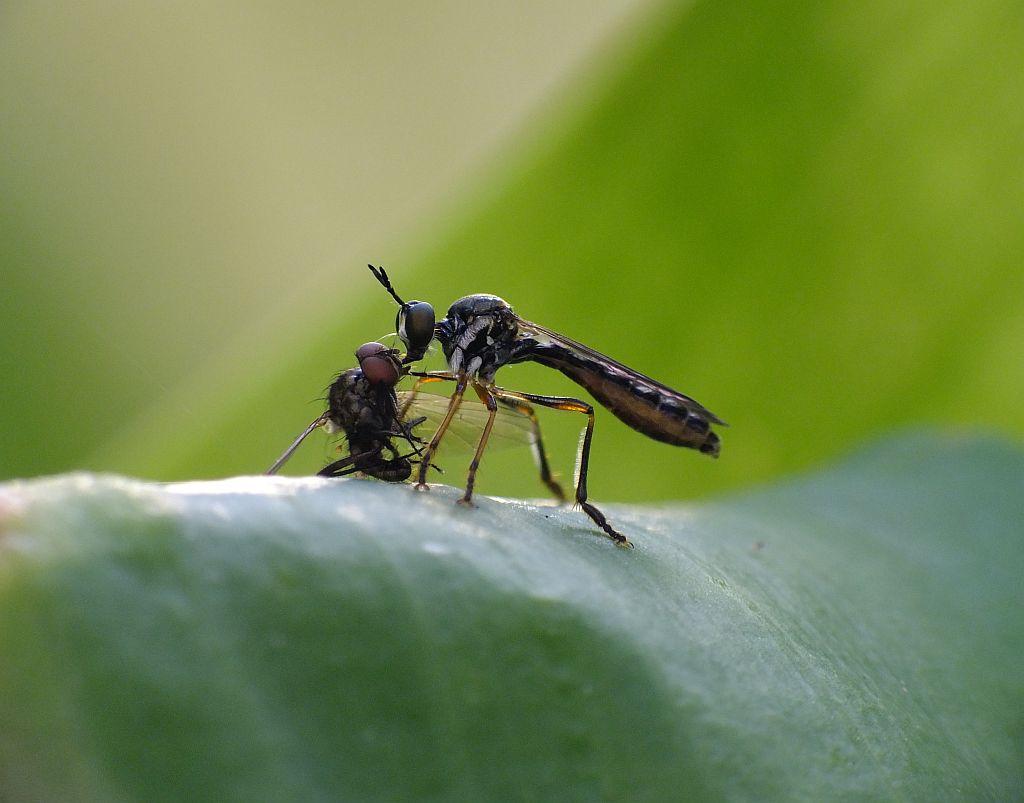 fliege_knutscht.jpg