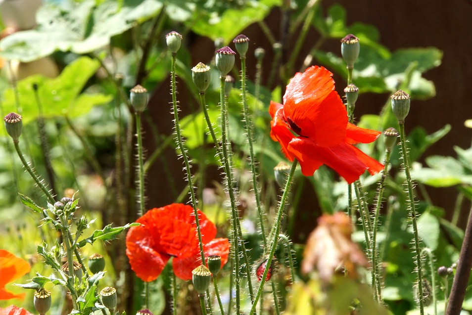 mohnblumen_im_wind.jpg