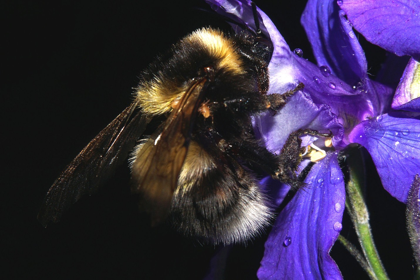 hummel_mit_parasiten.jpg