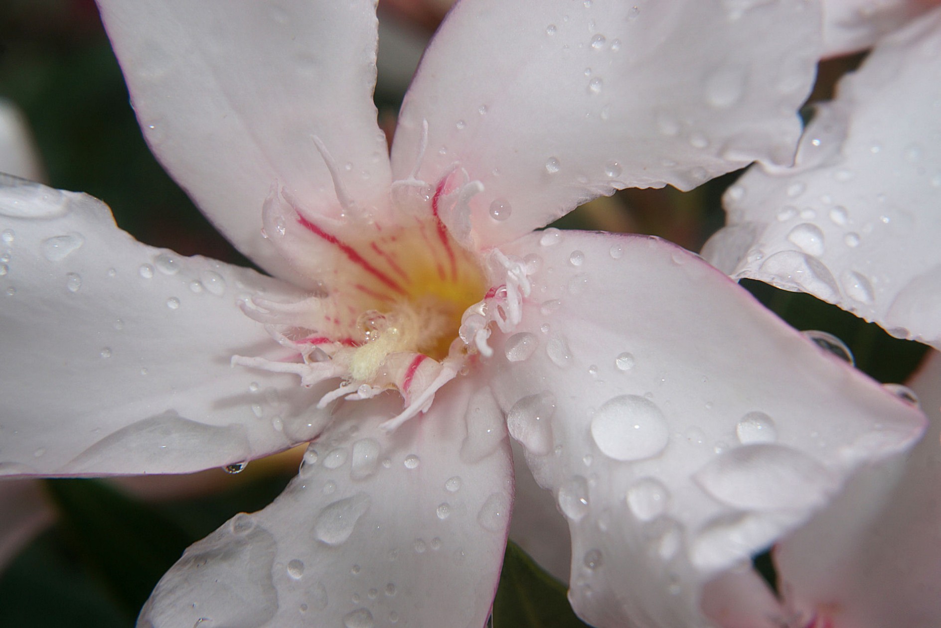 oleander_wei___im_regen.jpg