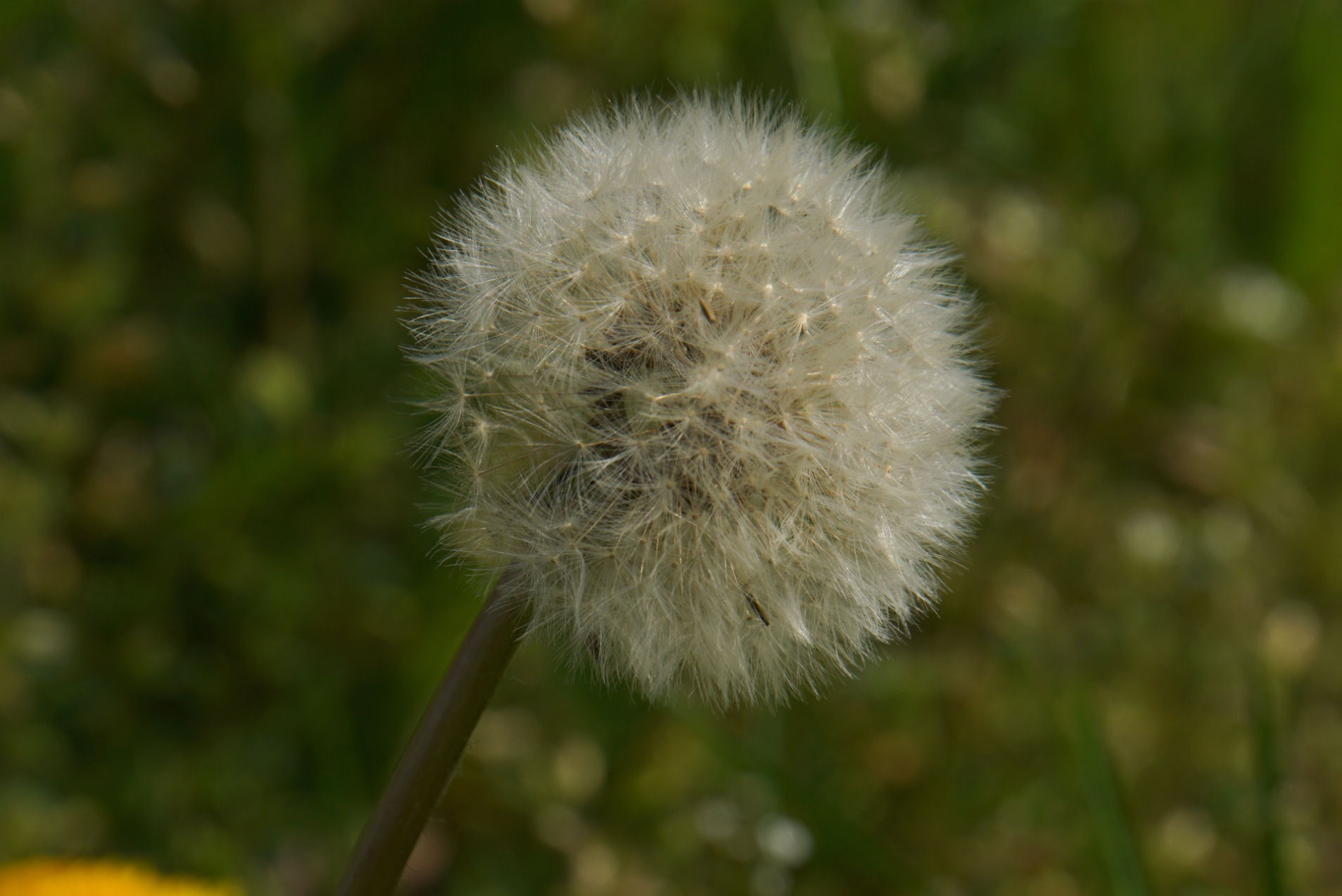 pusteblume_2020.jpg