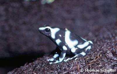 pfeilgiftfrosch_auratus_blau_01.jpg