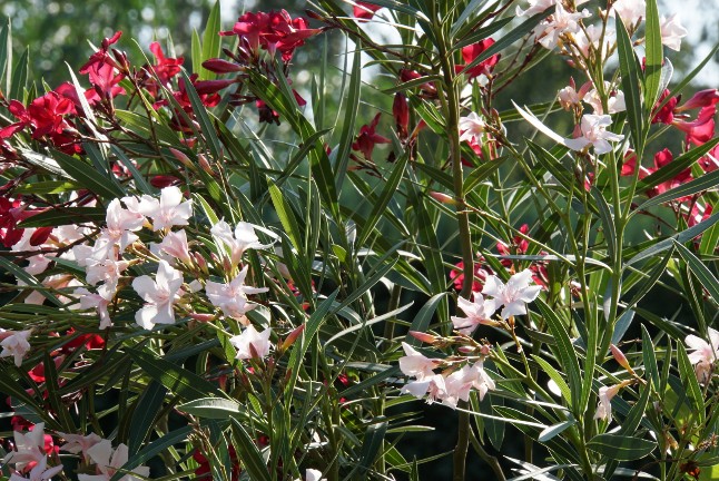 oleander_rot_und_wei__.jpg